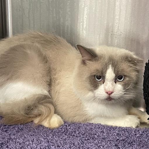 Enlarge Mummy, a Adoptable Ragdoll in Port Charlotte, FL image 2/2