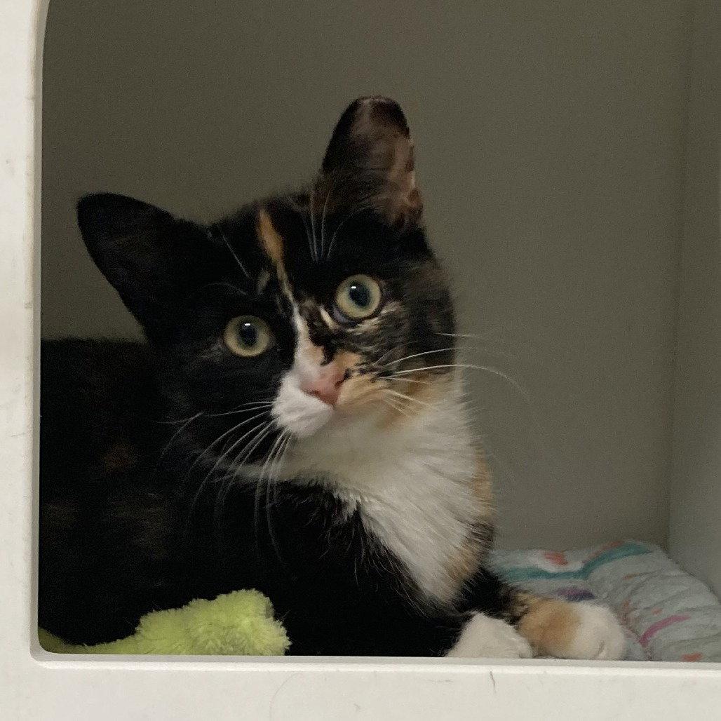 Goldberry, Adopted, Young Female Domestic Short Hair.
