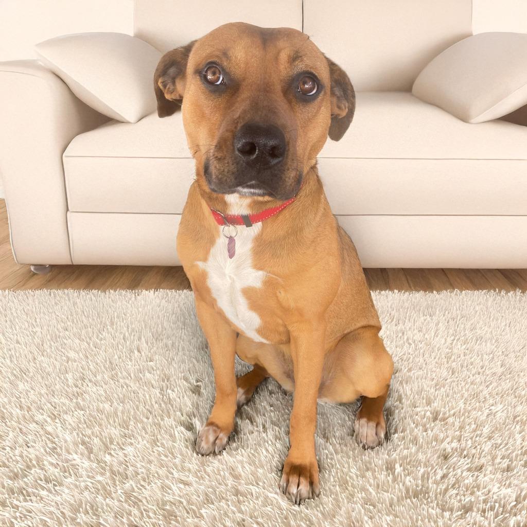 Enlarge Penny, a Adoptable Mixed Breed in Little Rock, AR image 1/4