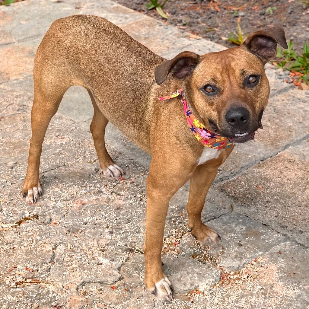 Penny, Adoptable, Young Female Mixed Breed.