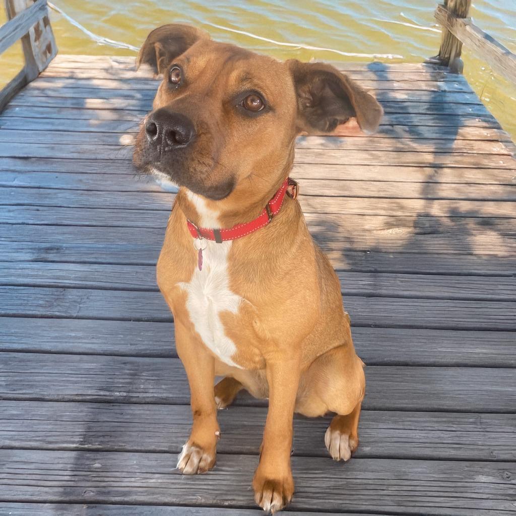 Enlarge Penny, a Adoptable Mixed Breed in Little Rock, AR image 3/4