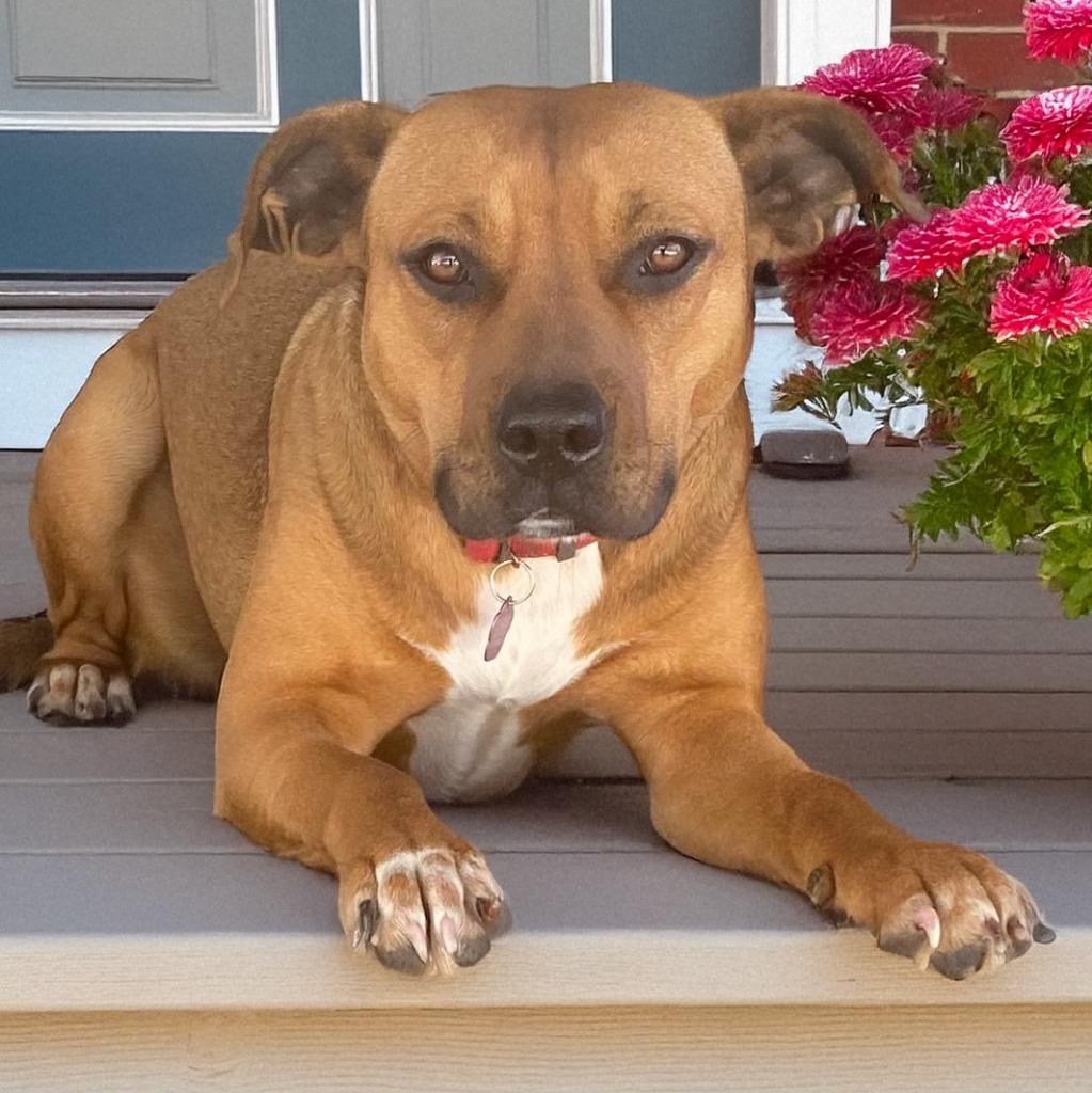 Enlarge Penny, a Adoptable Mixed Breed in Little Rock, AR image 4/4