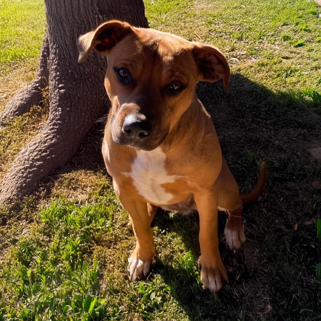Enlarge Penny, a Adoptable Mixed Breed in Little Rock, AR image 5/5