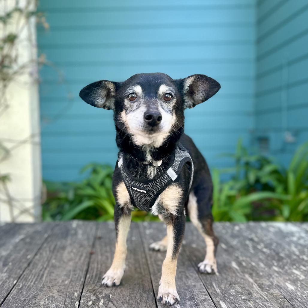 Aragorn — thumbnail 3