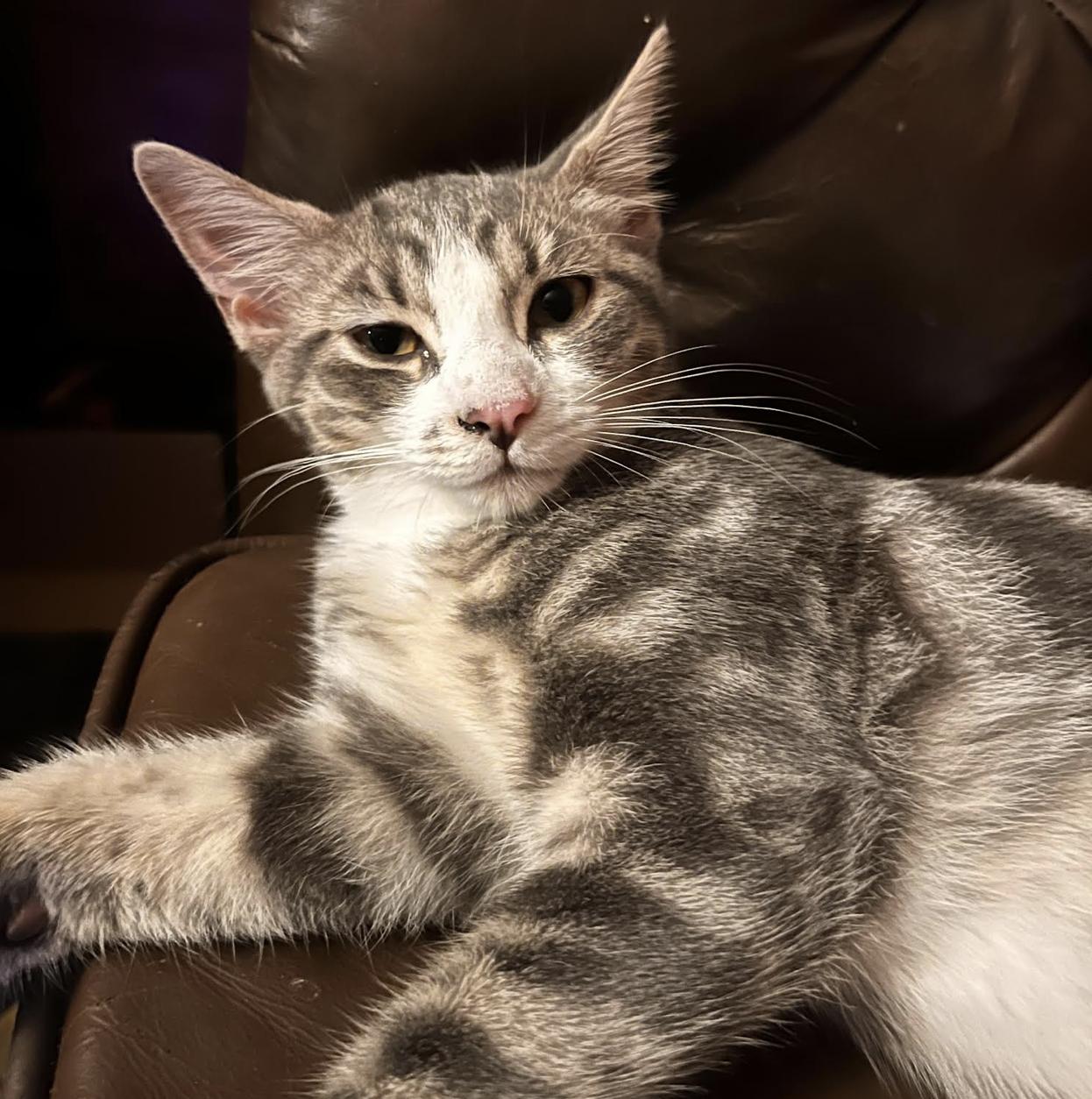 Holbrook, Adoptable, Kitten Female Domestic Short Hair.