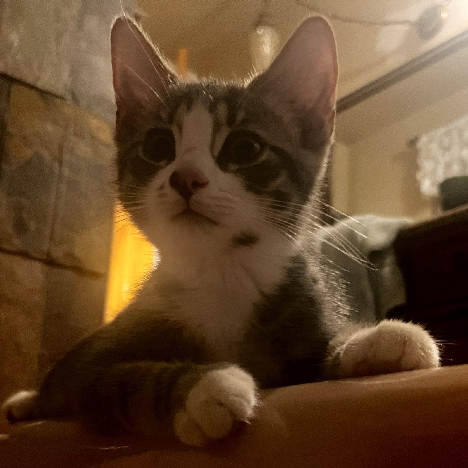 Enlarge Holbrook, a Adoptable Domestic Short Hair in Rochester, NY image 3/3
