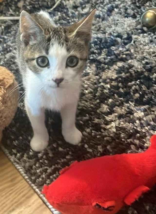 KISMET, Adoptable, Kitten Male Domestic Short Hair.