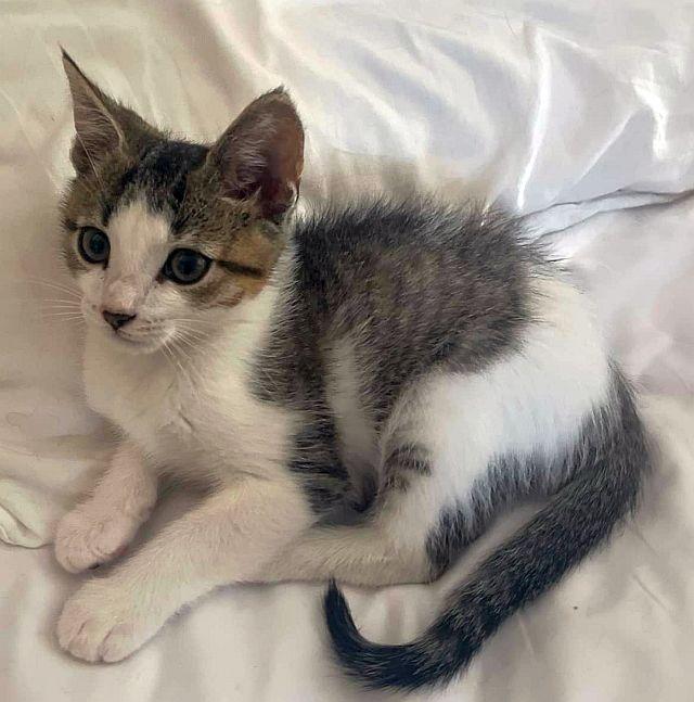 KISMET, a Adoptable Domestic Short Hair in Powder Springs, GA image 2/3