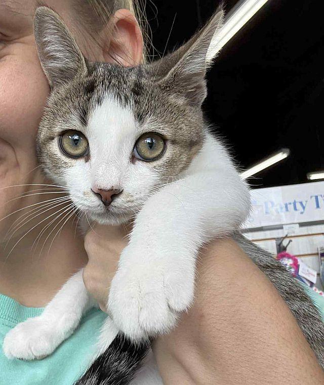 Enlarge KISMET, a Adoptable Domestic Short Hair in Powder Springs, GA image 2/3