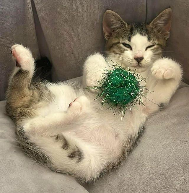 KISMET, a Adoptable Domestic Short Hair in Powder Springs, GA image 3/3