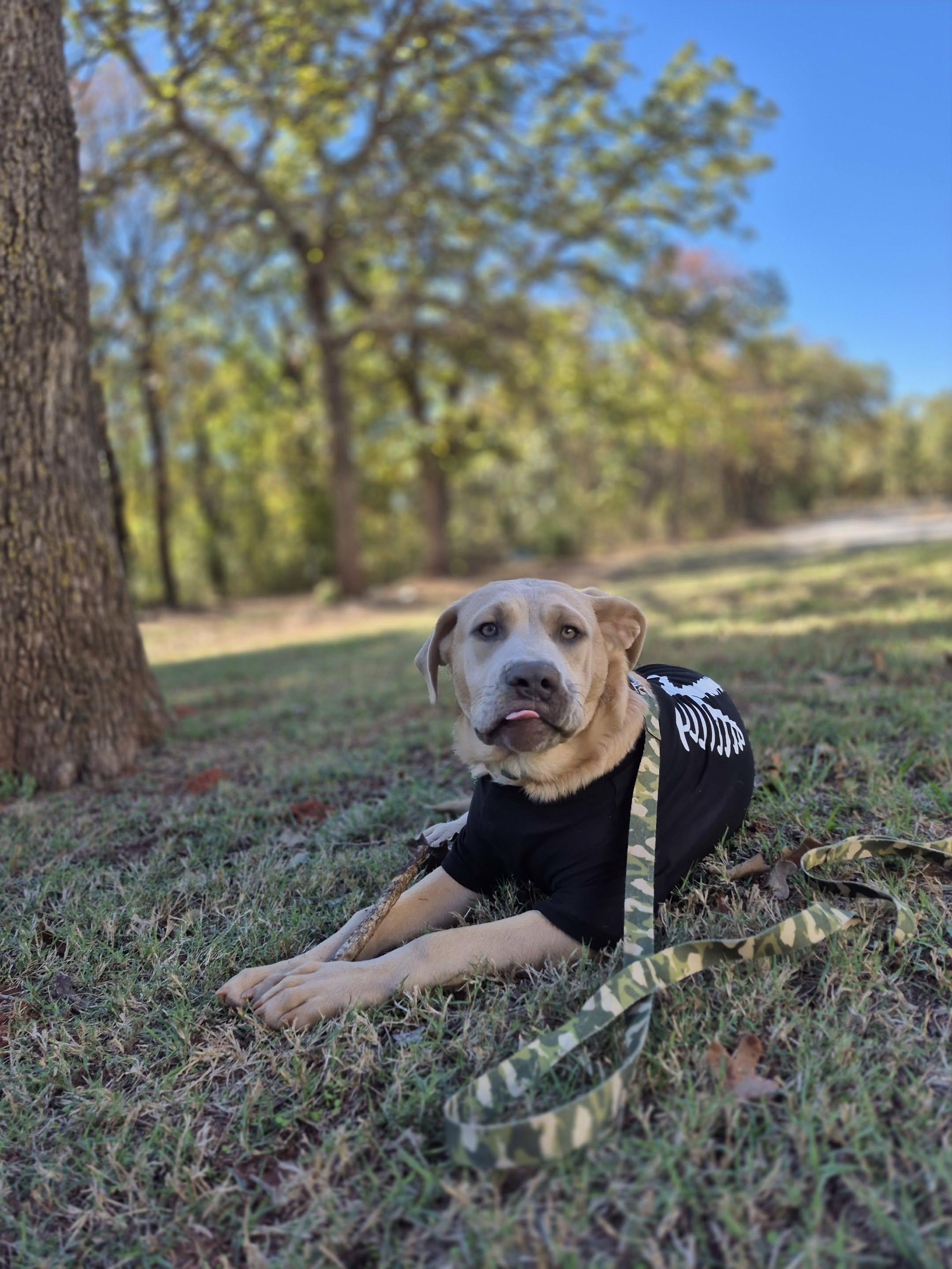 Bear, Adoptable, Puppy Male Black Labrador Retriever & Pit Bull Terrier.