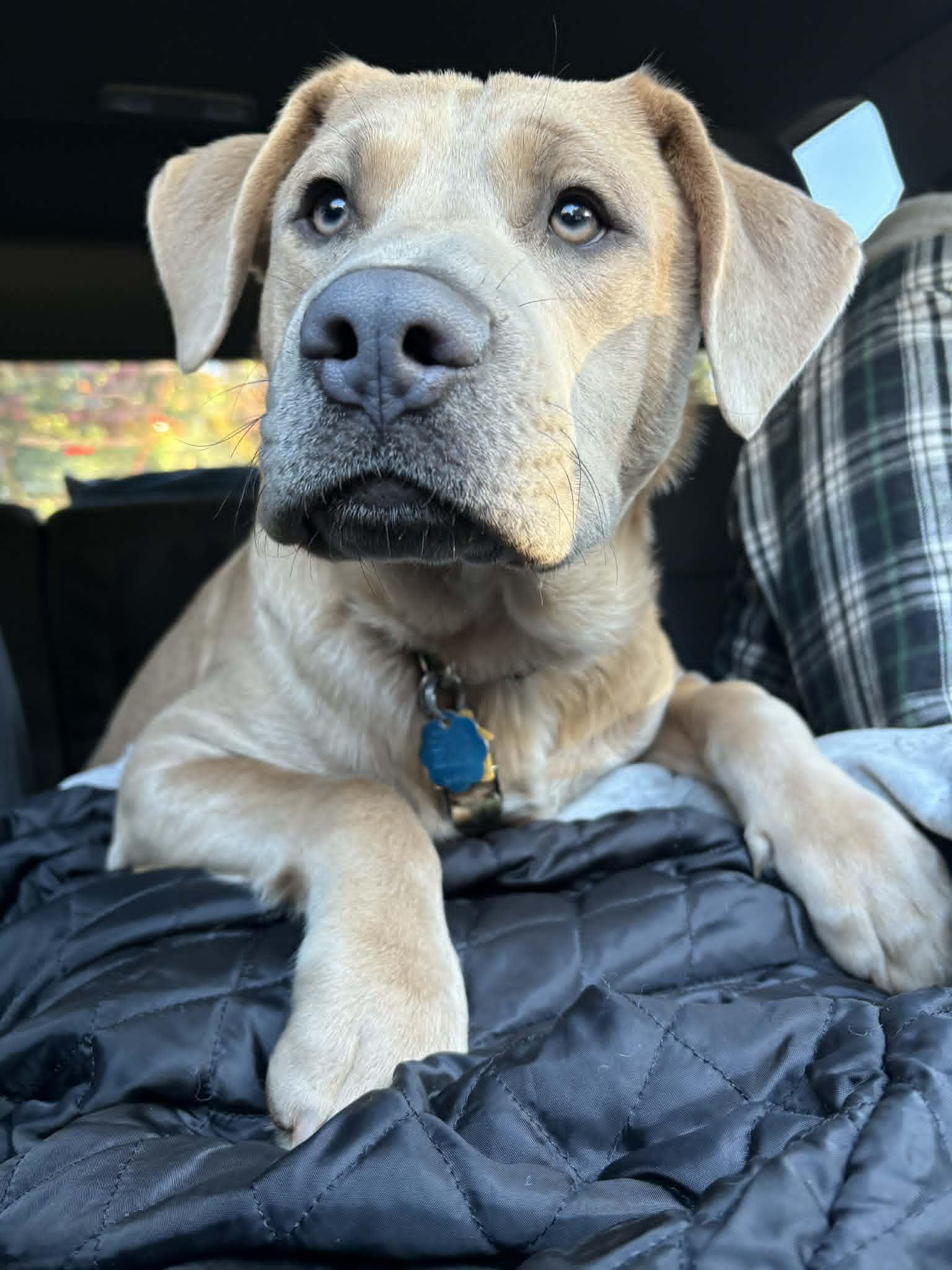 Enlarge Bear, a Adoptable mixed breed in Piedmont, OK image 2/5