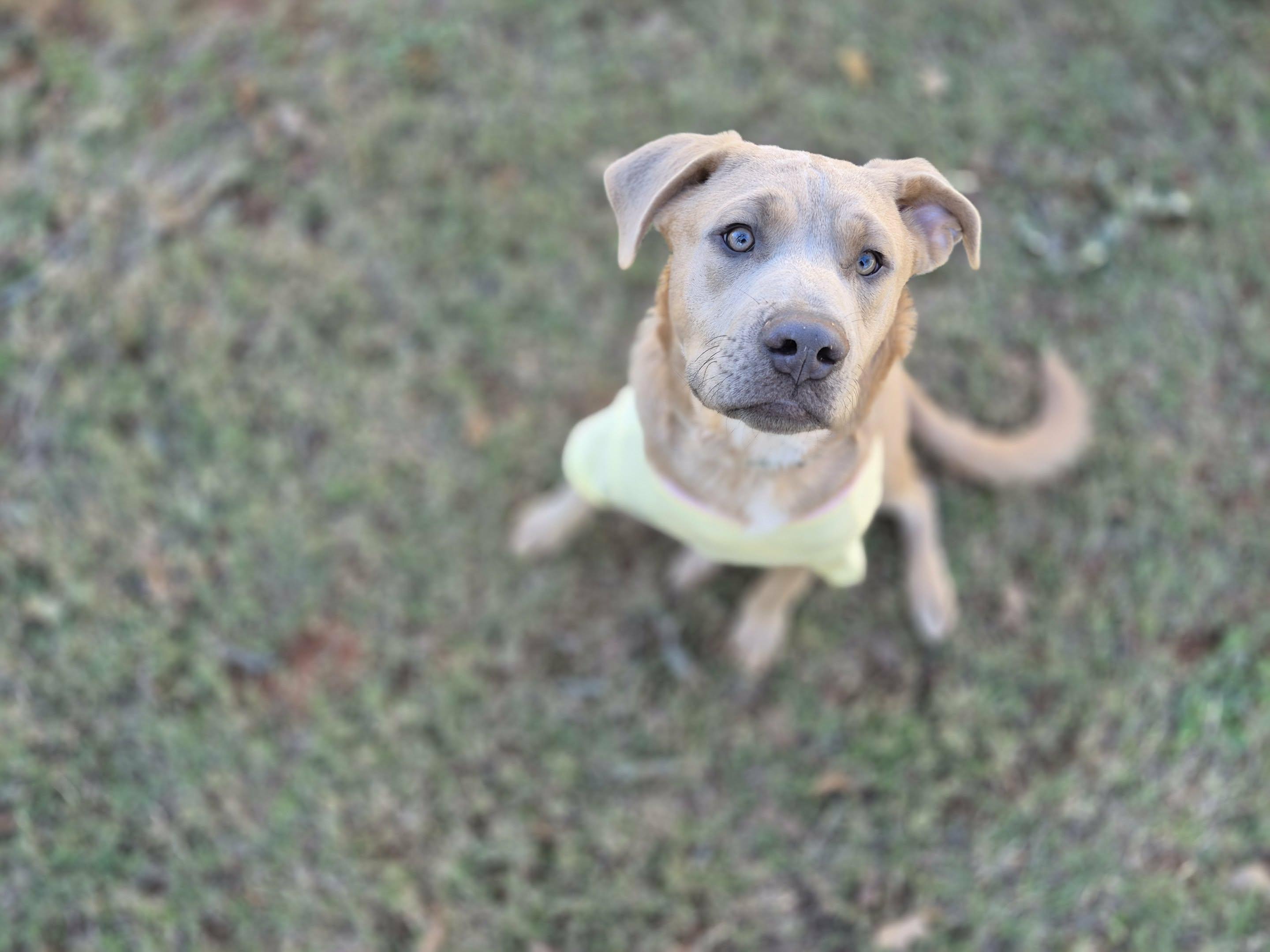 Enlarge Bear, a Adoptable mixed breed in Piedmont, OK image 2/6