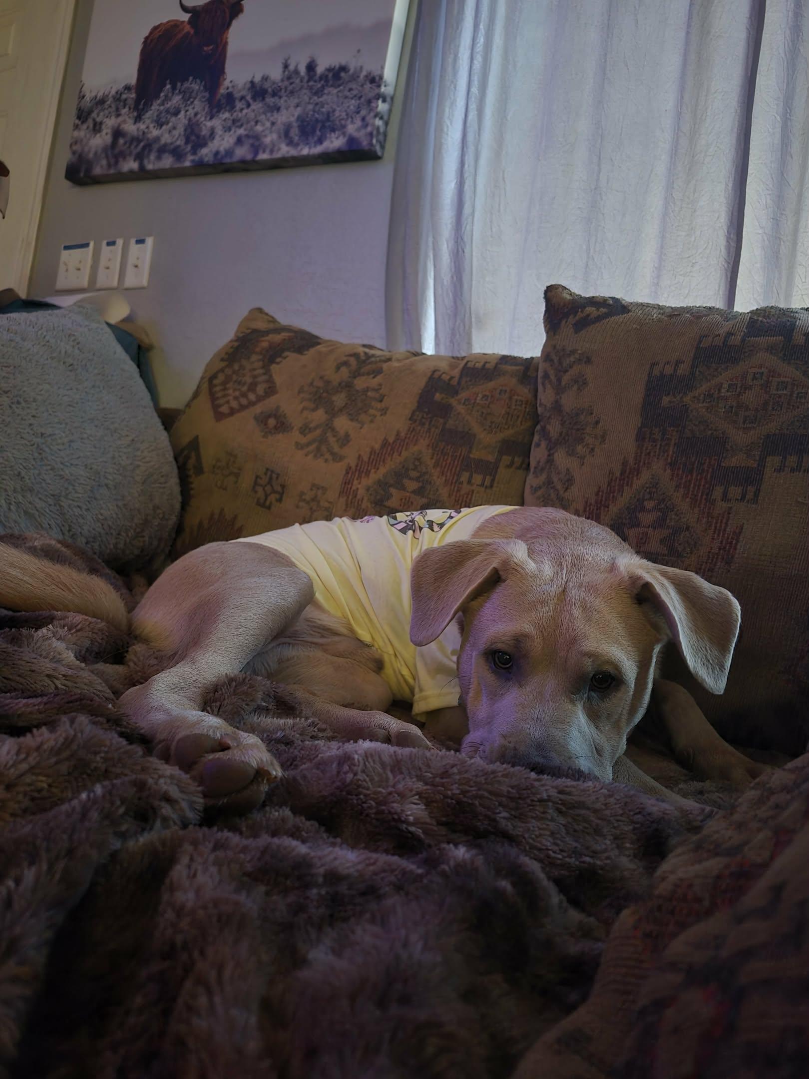 Enlarge Bear, a Adoptable mixed breed in Piedmont, OK image 4/5