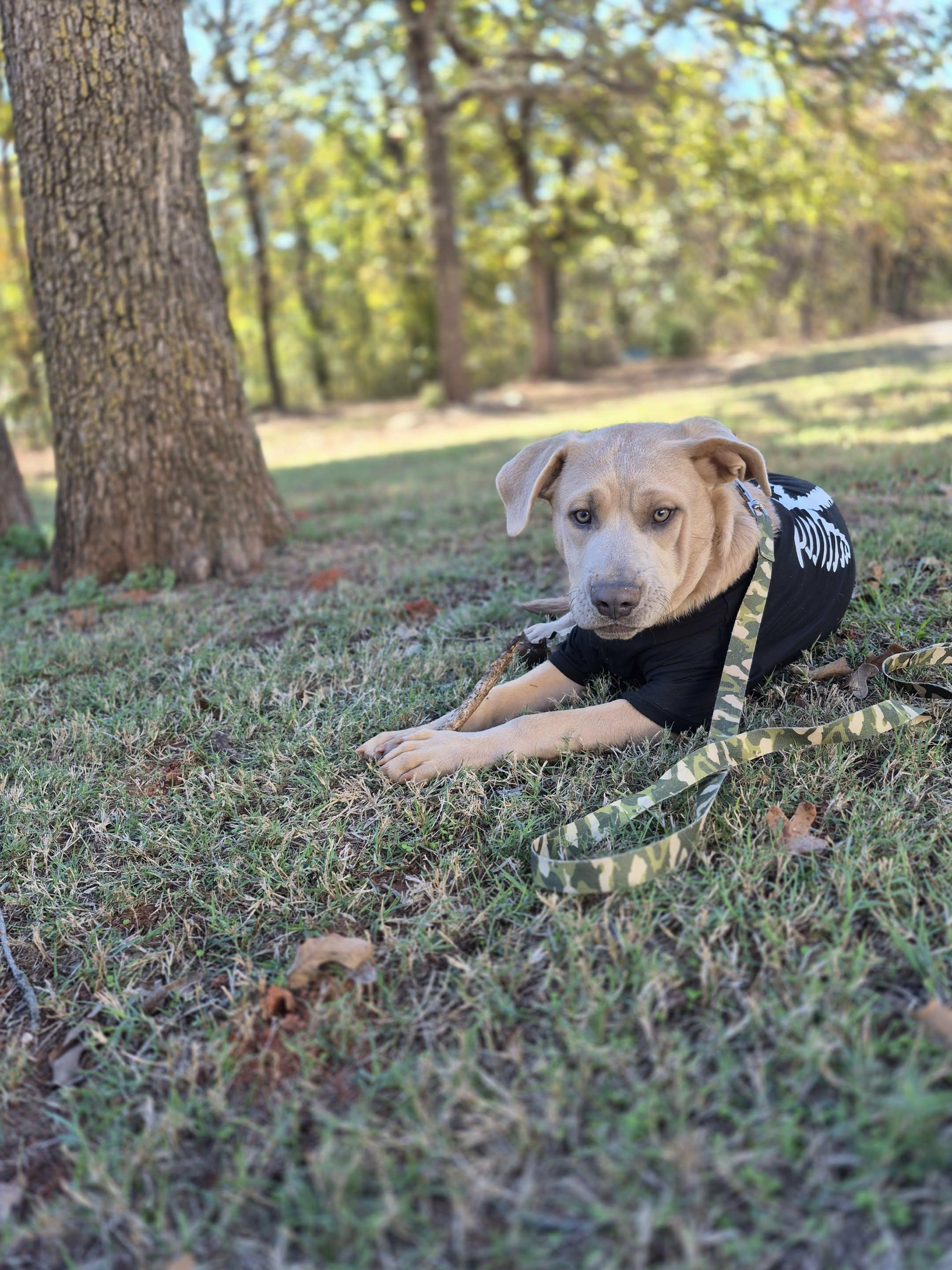 Enlarge Bear, a Adoptable mixed breed in Piedmont, OK image 5/5