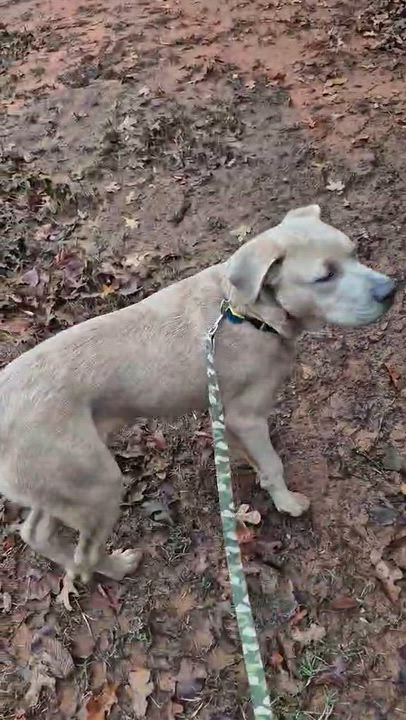 Enlarge Bear, a Adoptable mixed breed in Piedmont, OK video 6/6