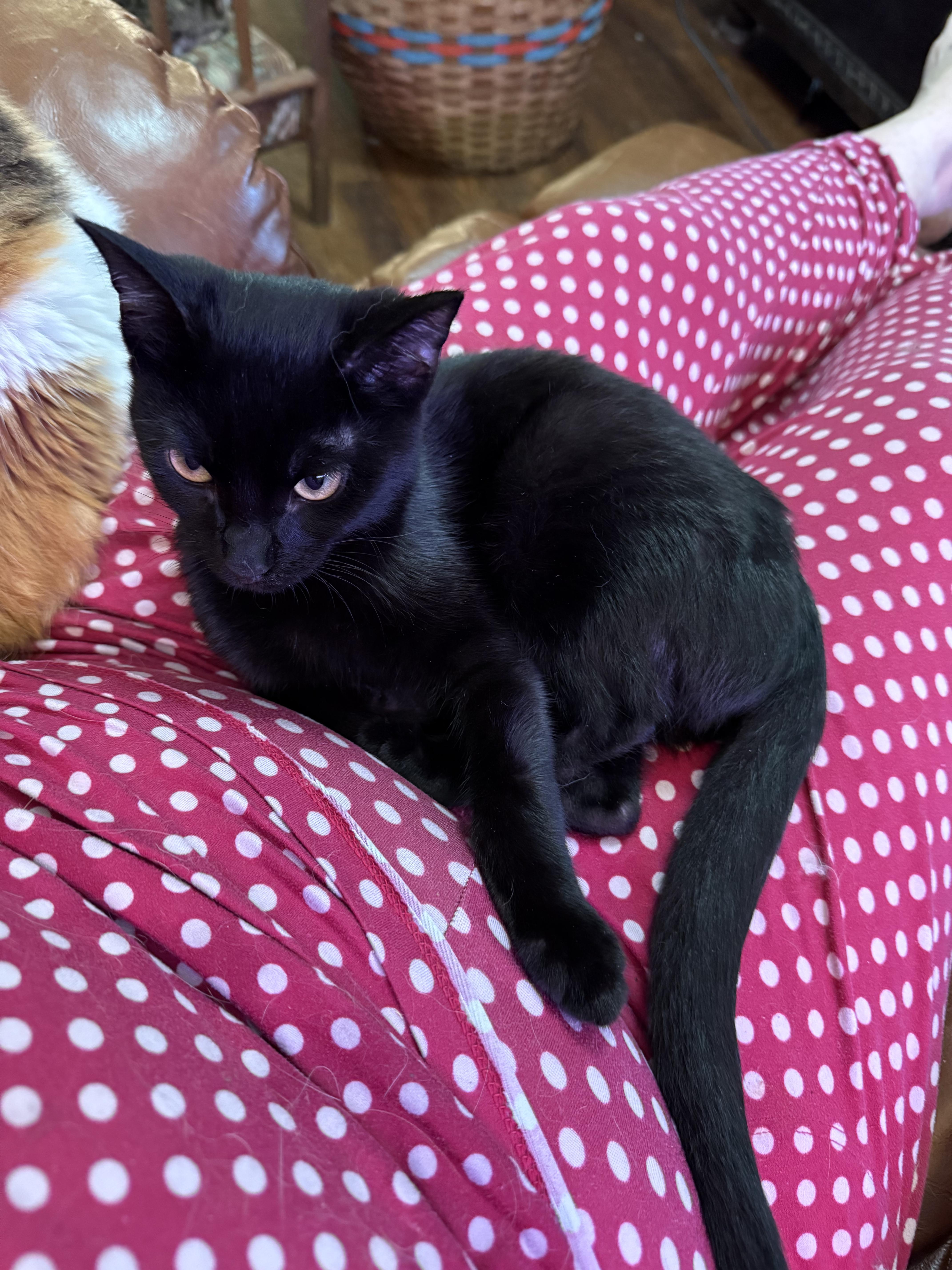 Enlarge Hershey, a Adoptable Domestic Short Hair in Indianapolis, IN image 2/6