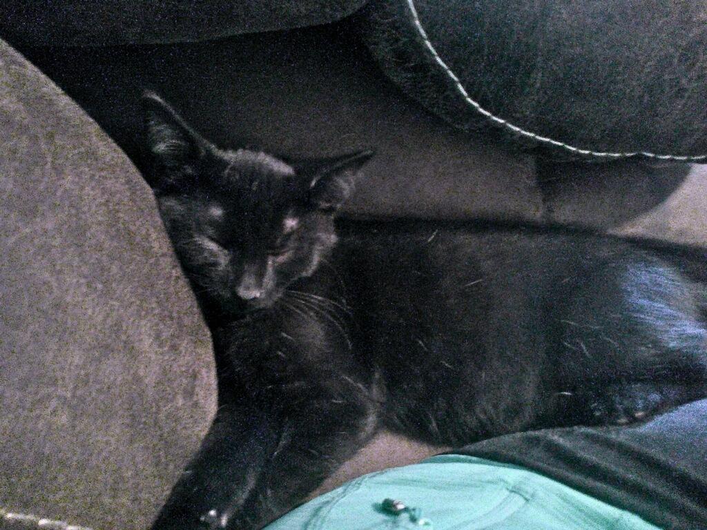 Enlarge Hershey, a Adoptable Domestic Short Hair in Indianapolis, IN image 3/6