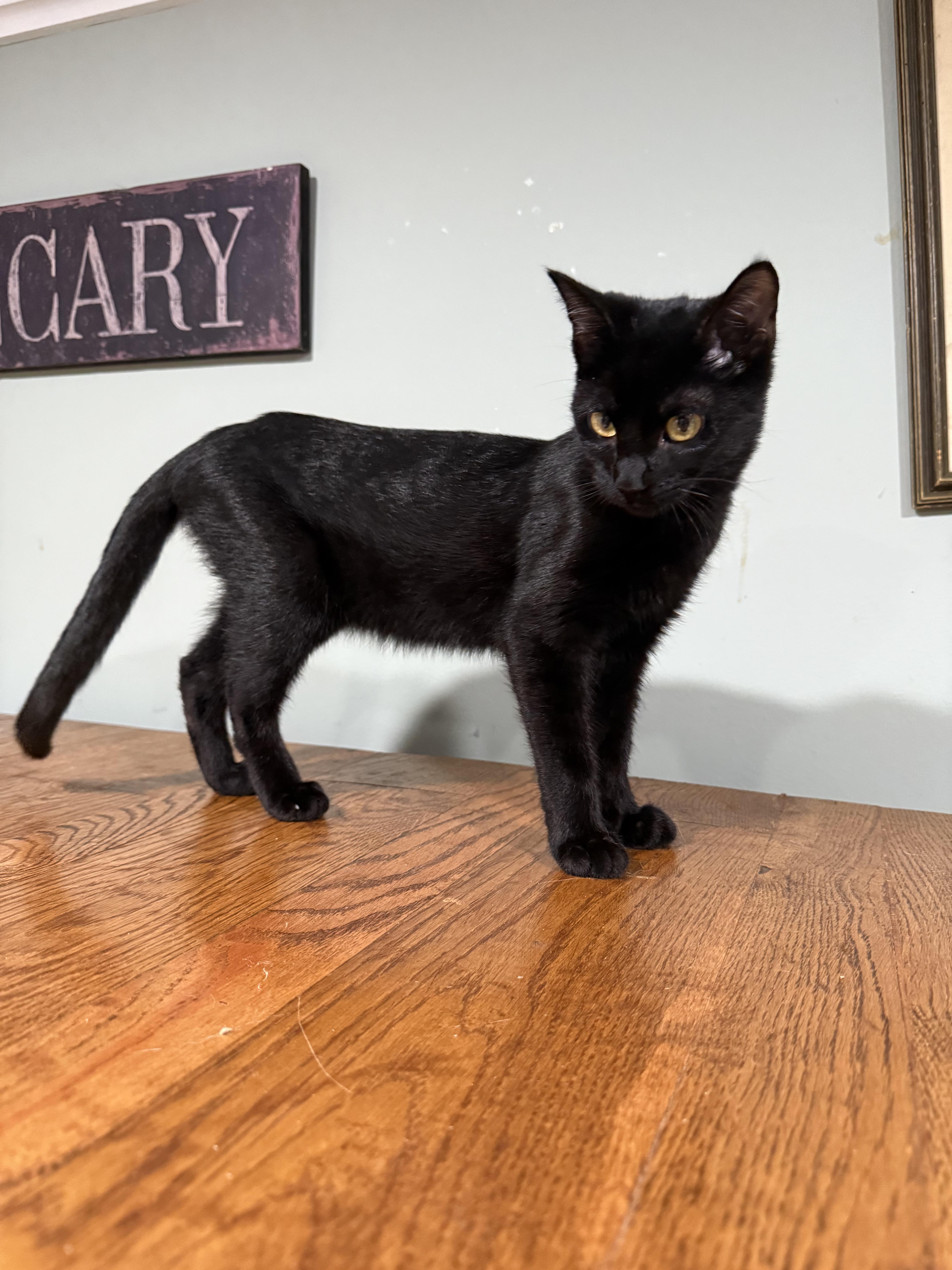 Enlarge Hershey, a Adoptable Domestic Short Hair in Indianapolis, IN image 4/6