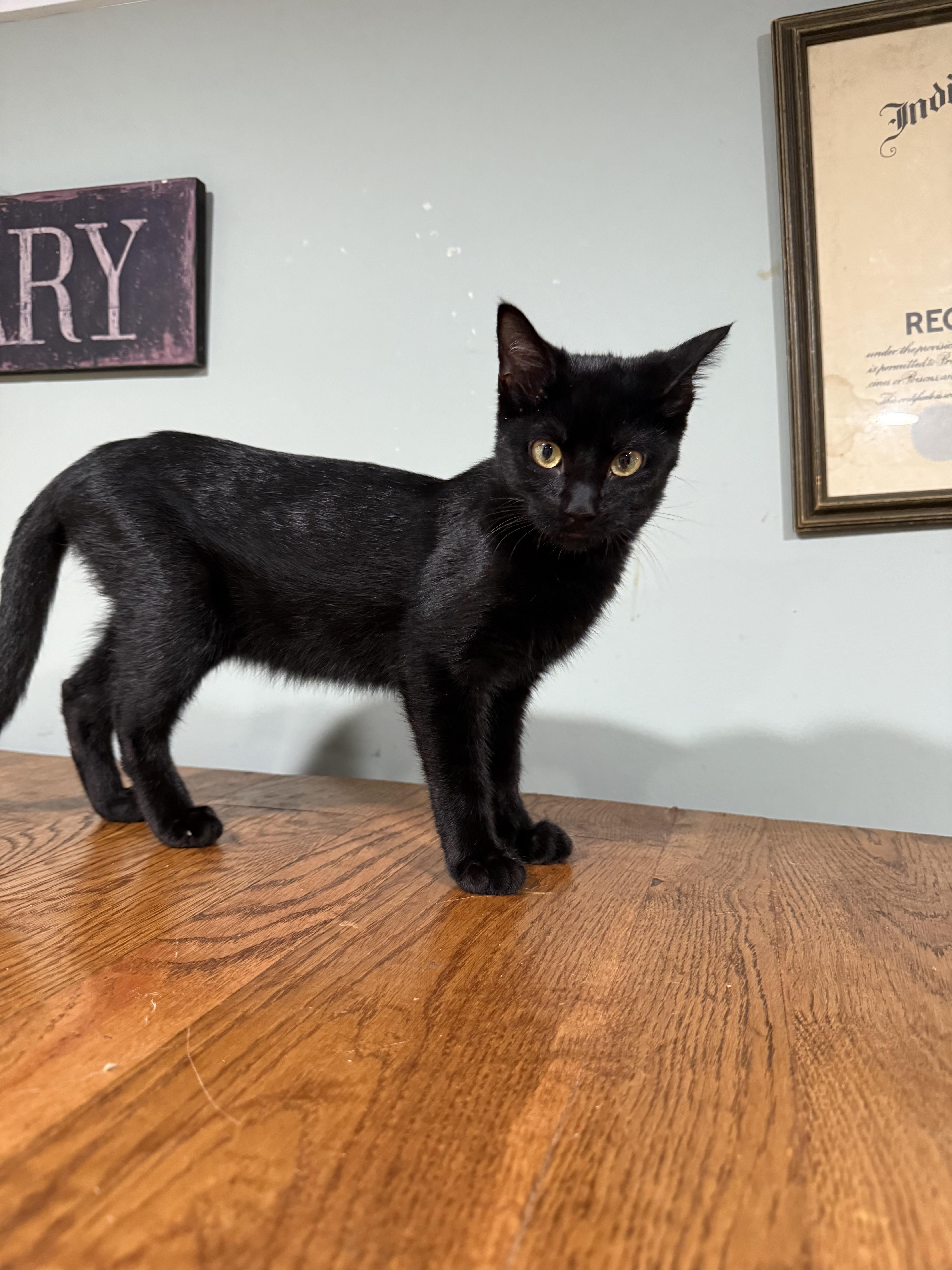 Enlarge Hershey, a Adoptable Domestic Short Hair in Indianapolis, IN image 5/6