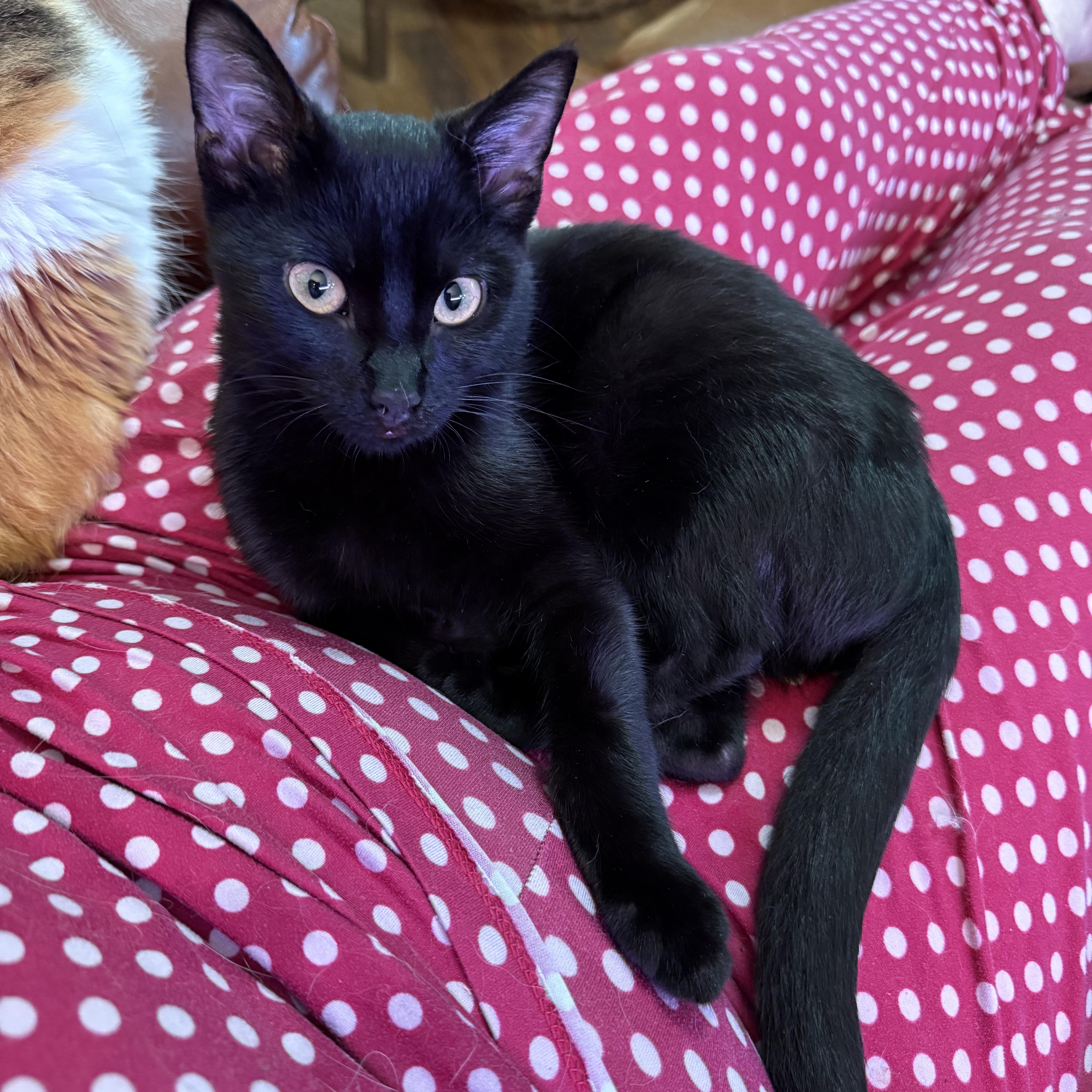 Hershey, Adoptable, Young Male Domestic Short Hair.