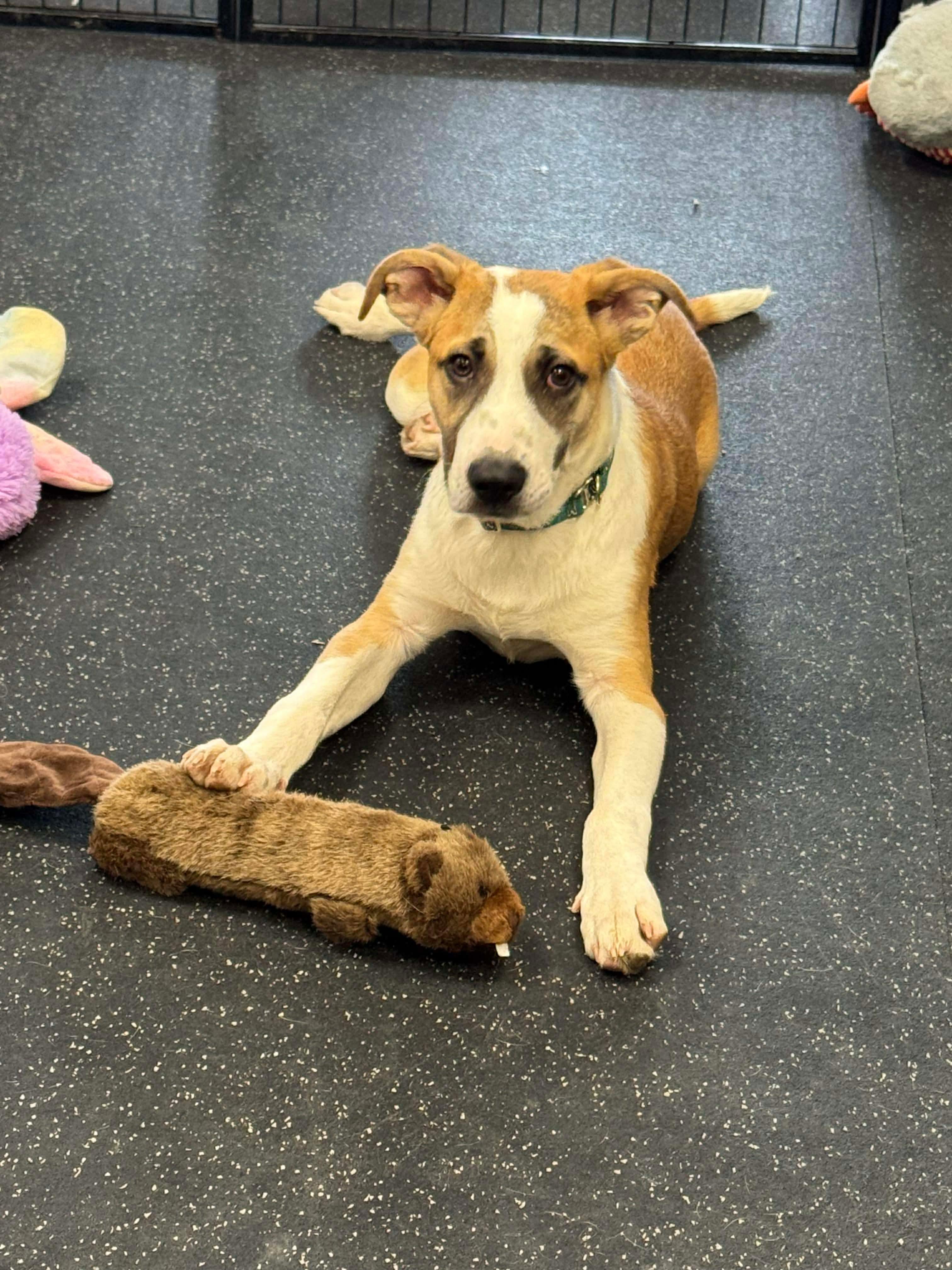 Enlarge Jacob, a Adoptable mixed breed in Portland, ME image 5/6