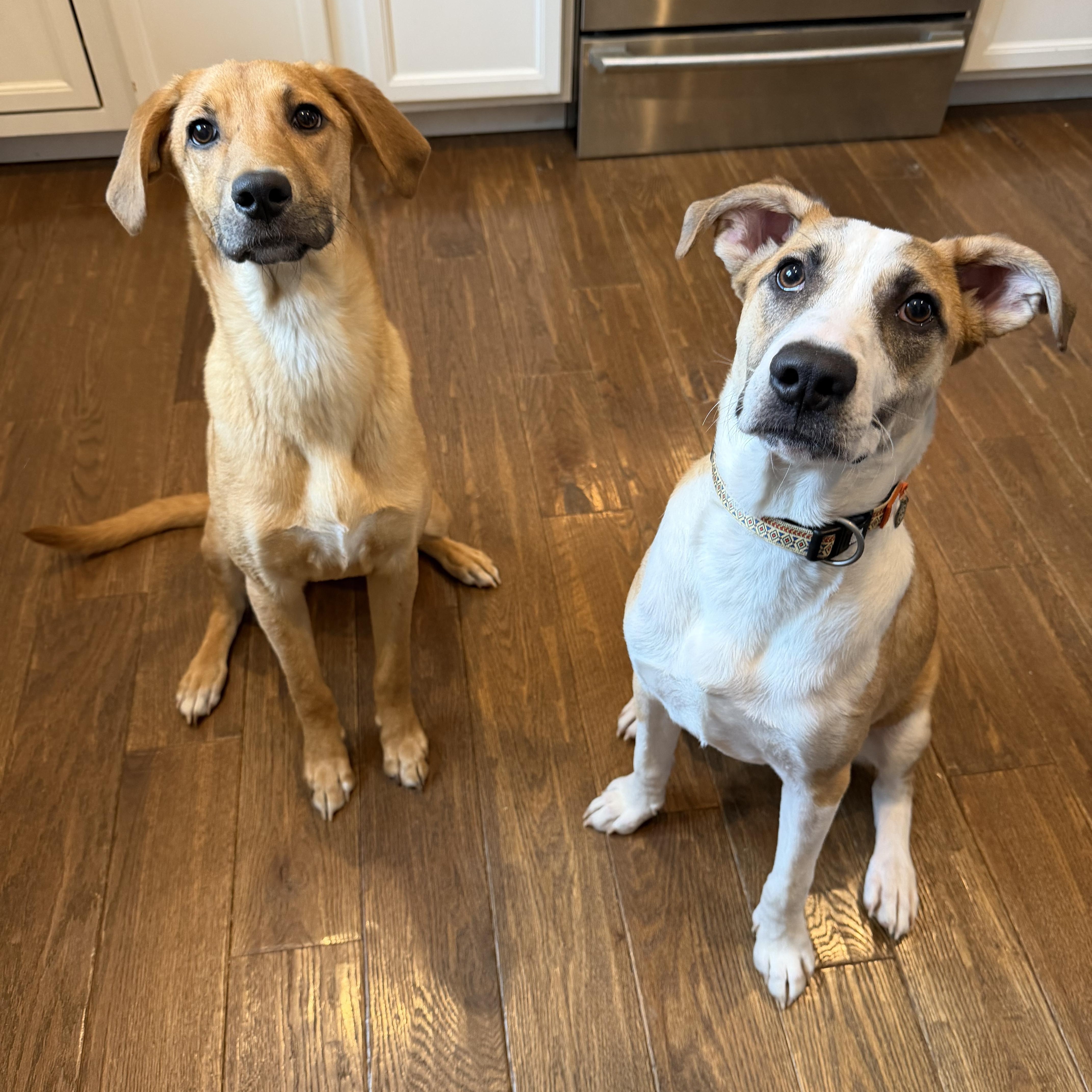 Enlarge Jacob, a Adoptable mixed breed in Portland, ME image 3/6