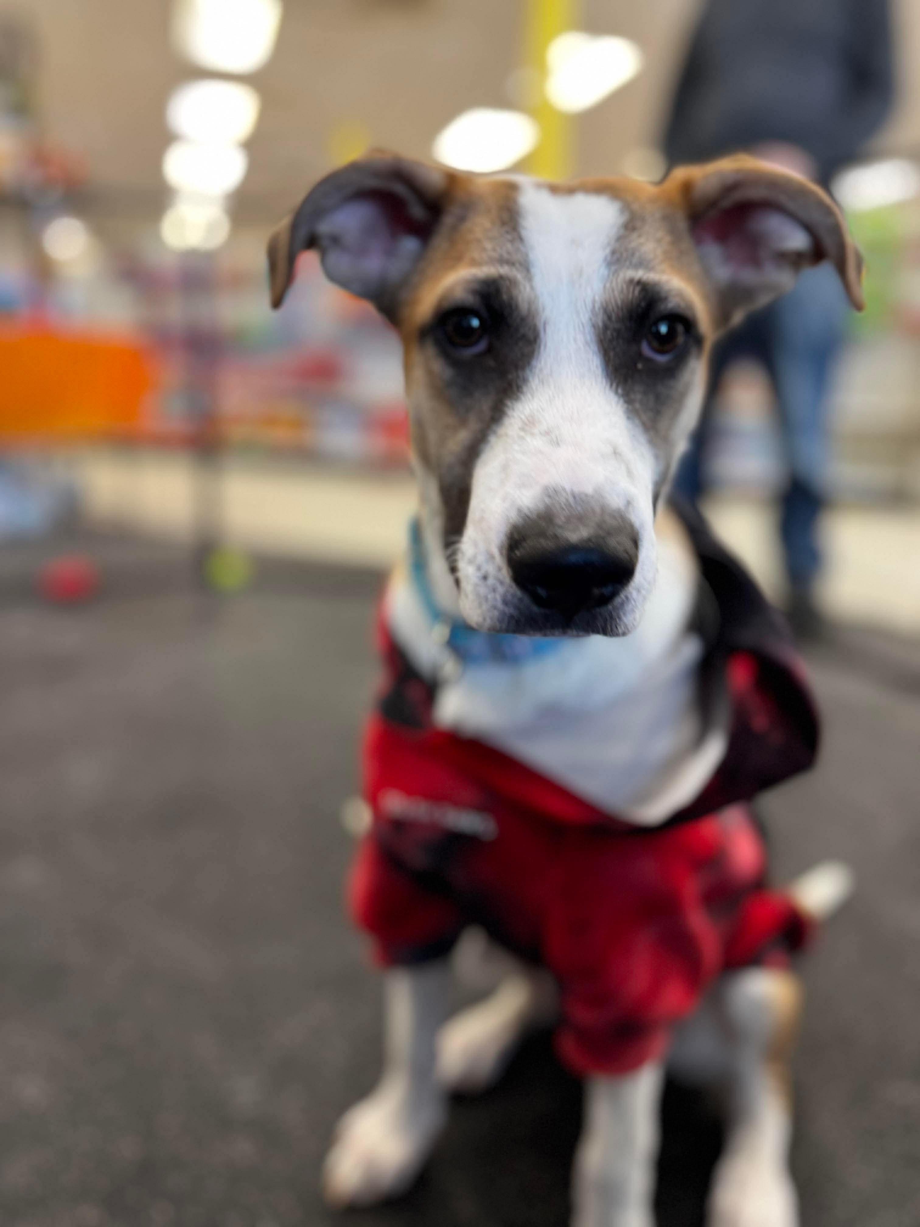 Enlarge Jacob, a Adoptable mixed breed in Portland, ME image 2/6