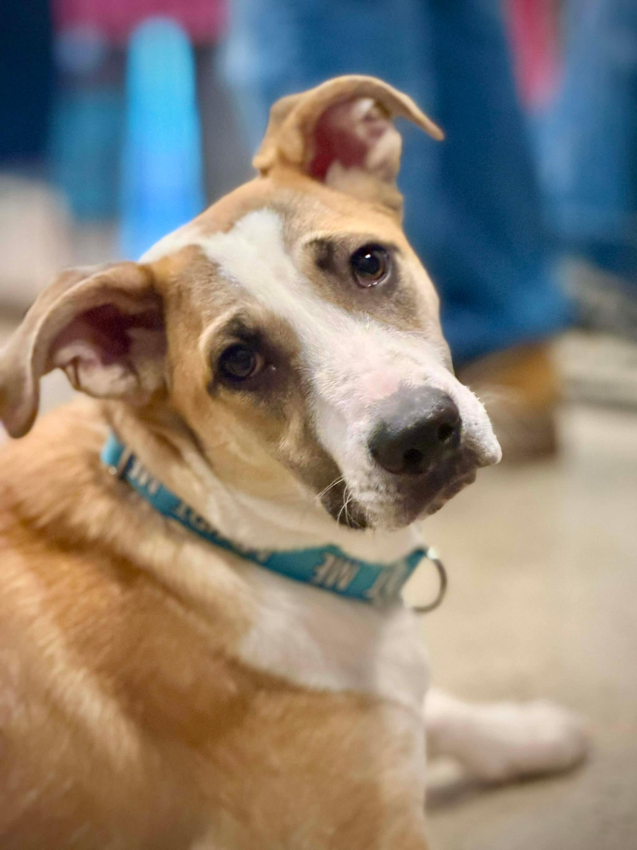 Enlarge Jacob, a Adoptable mixed breed in Portland, ME image 1/6