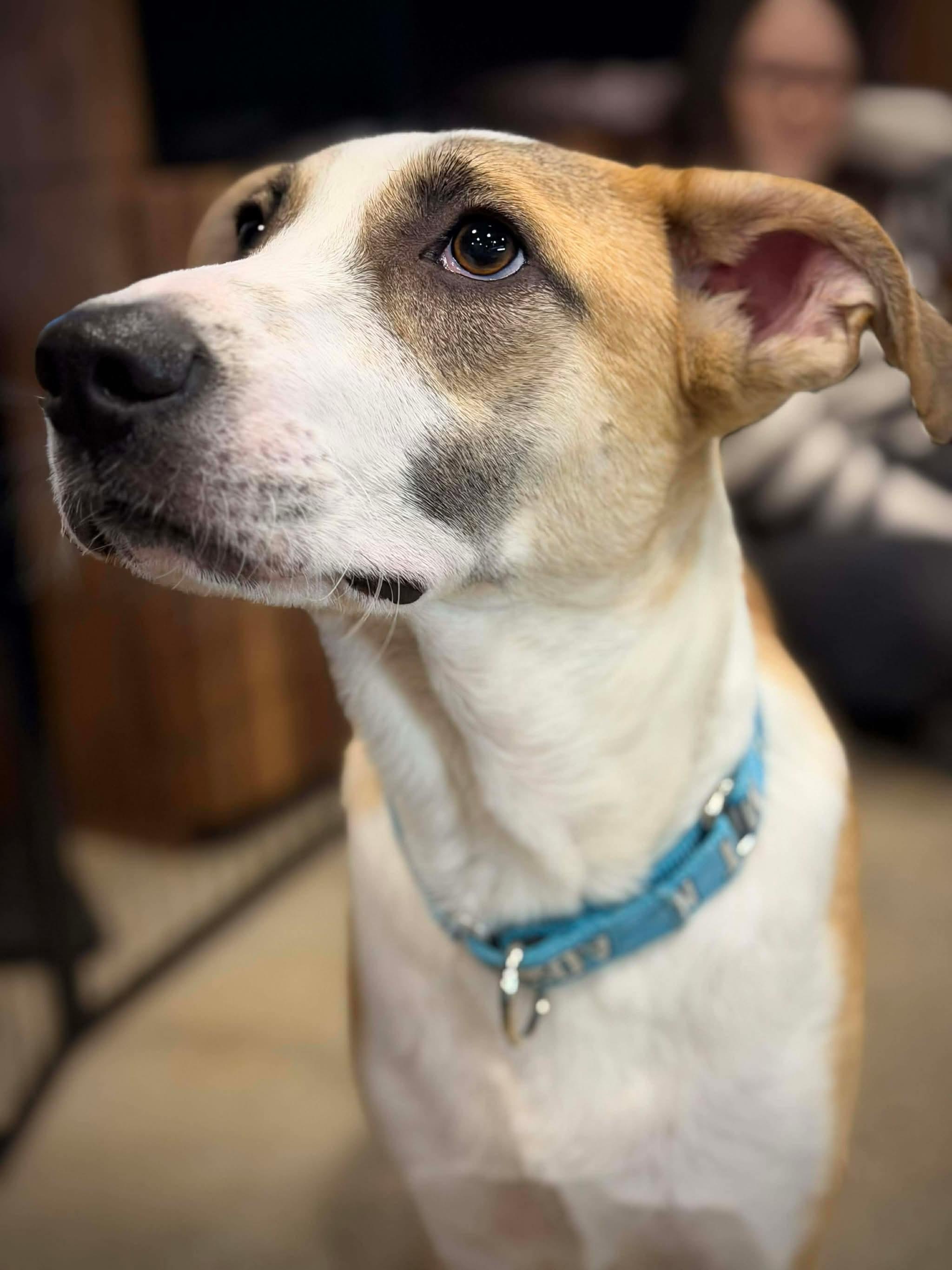 Enlarge Jacob, a Adoptable mixed breed in Portland, ME image 6/6