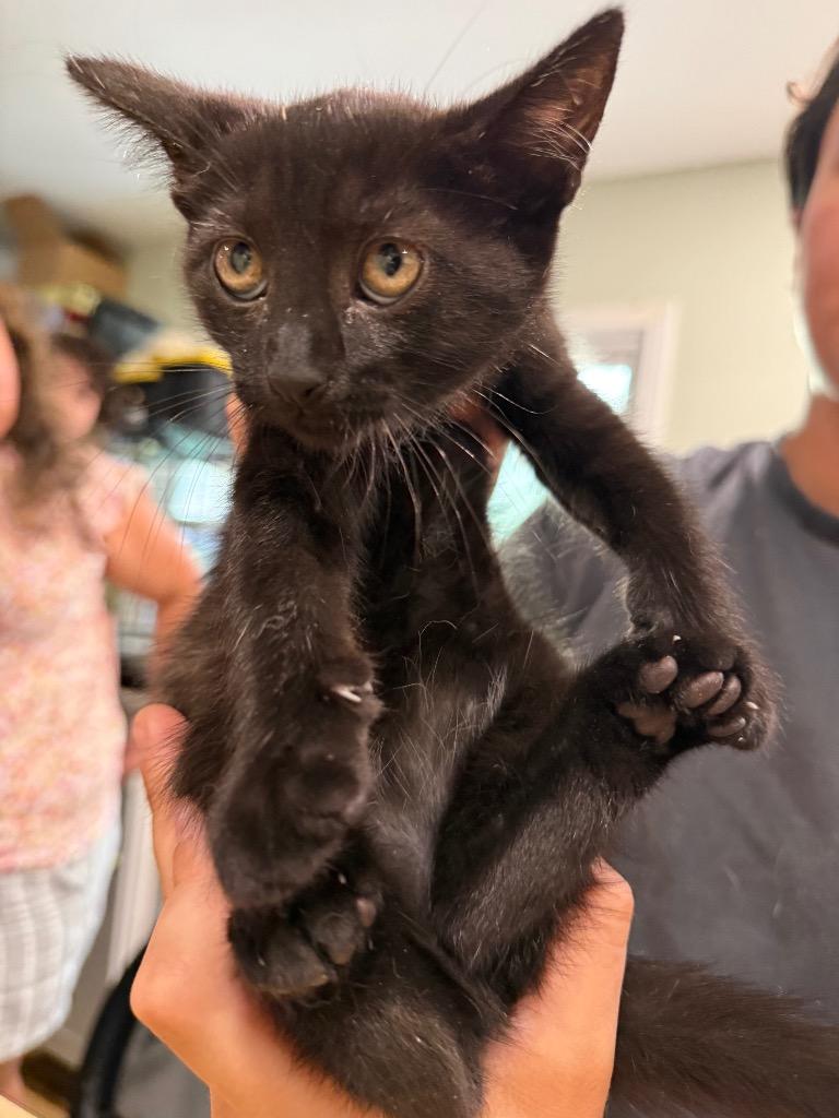 Daisy, Adoptable, Kitten Female Domestic Short Hair.