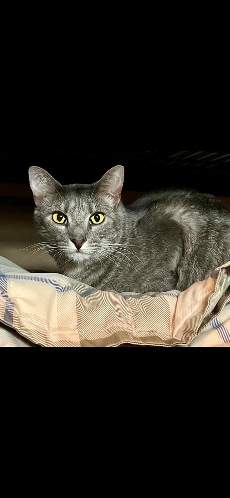 Enlarge Willow, a Adoptable Domestic Short Hair in Marietta, GA image 1/1