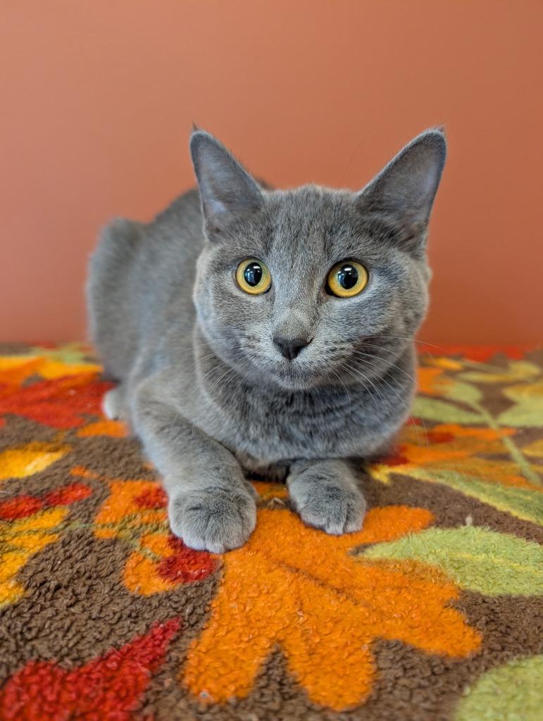 Dusk, Adoptable, Kitten Female Domestic Short Hair.
