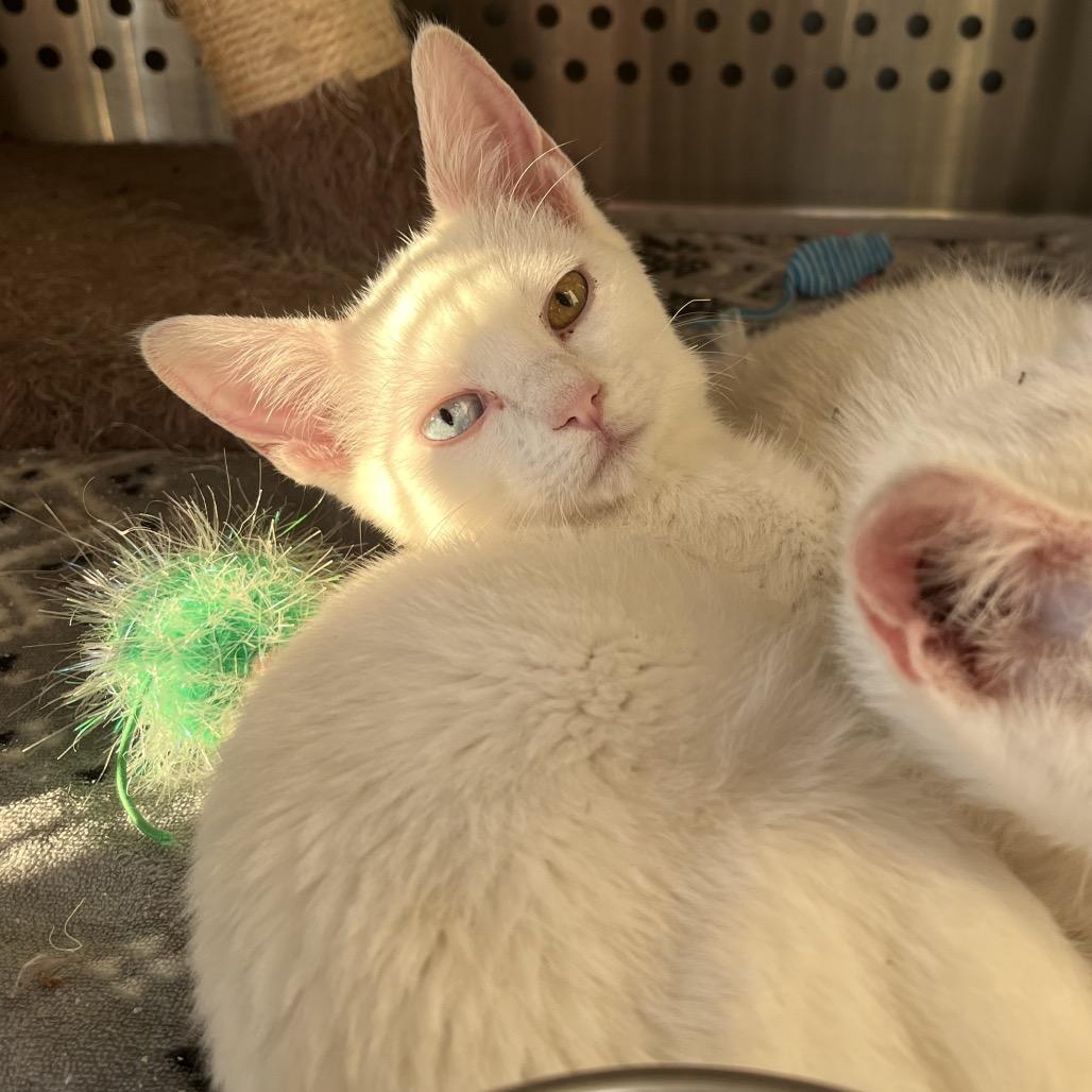 Queso, Adoptable, Kitten Male Domestic Short Hair.