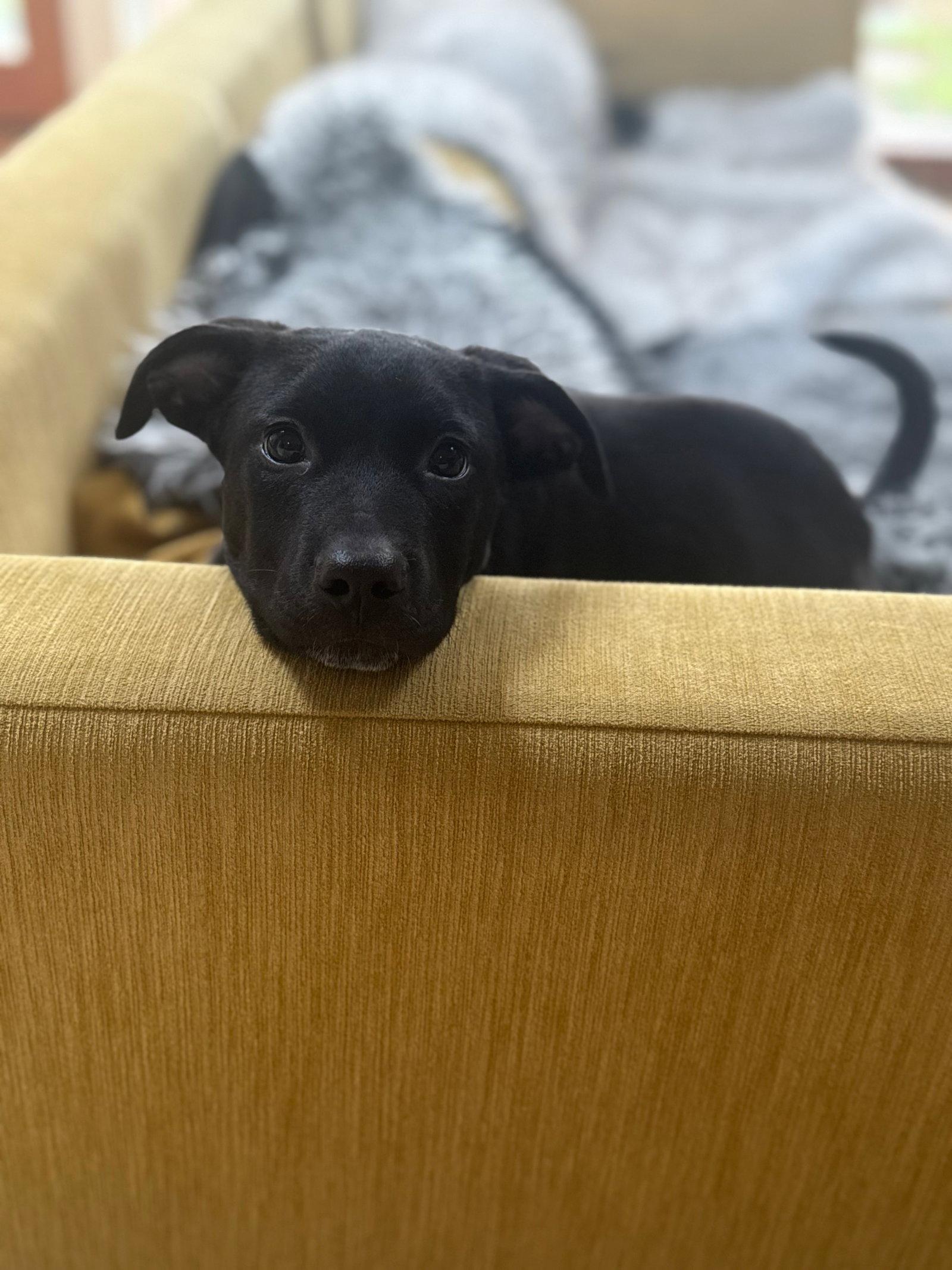 Enlarge Alfie, a Adoptable mixed breed in Evergreen, CO image 1/3