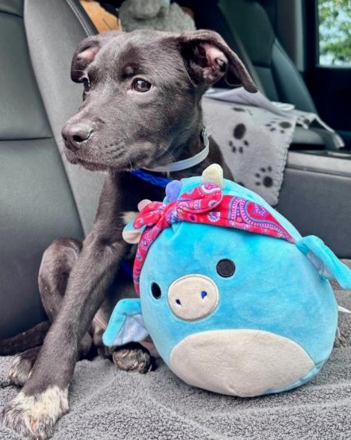 Enlarge Alfie, a Adoptable mixed breed in Evergreen, CO image 2/3