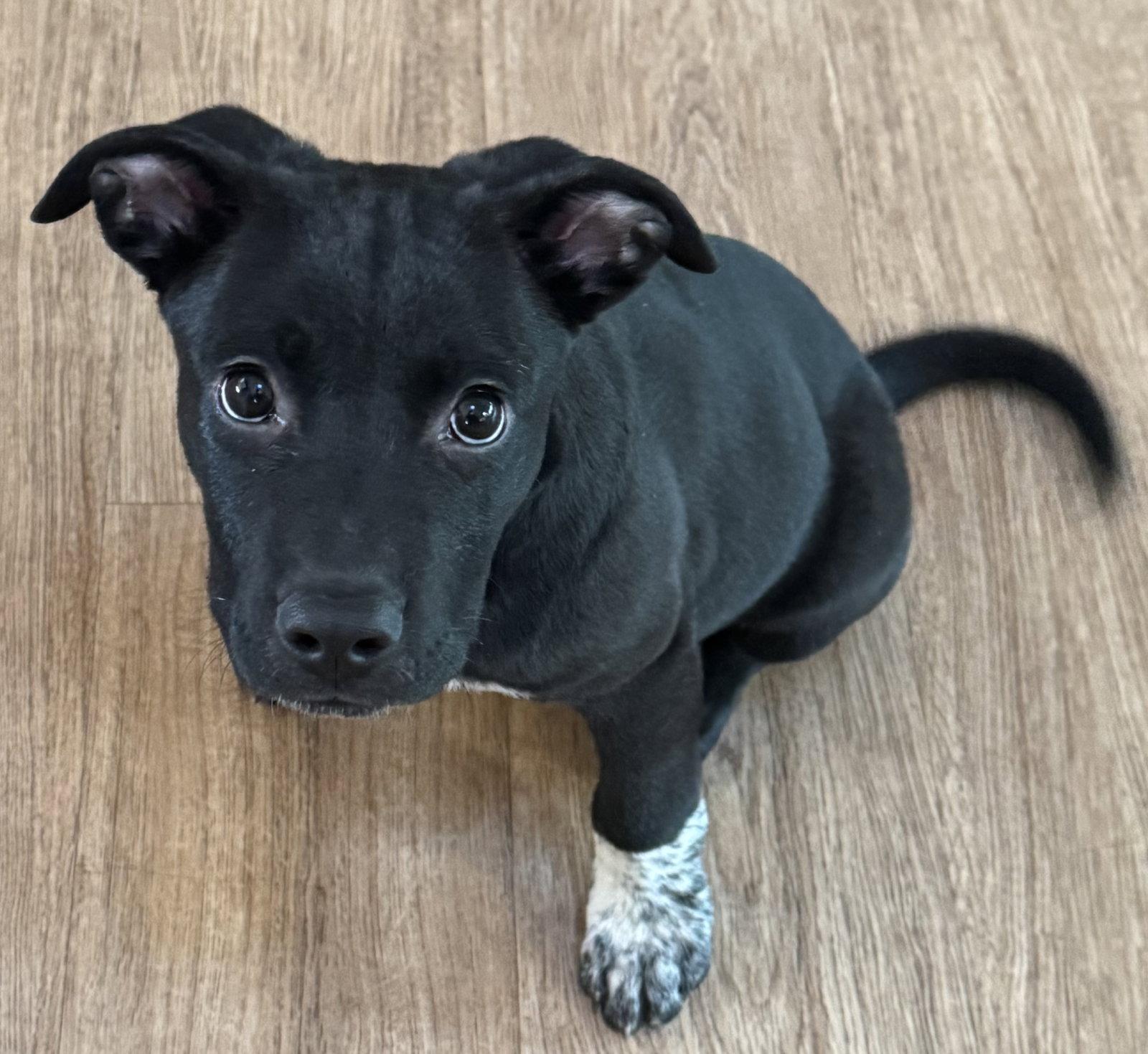 Enlarge Alfie, a Adoptable mixed breed in Evergreen, CO image 3/3
