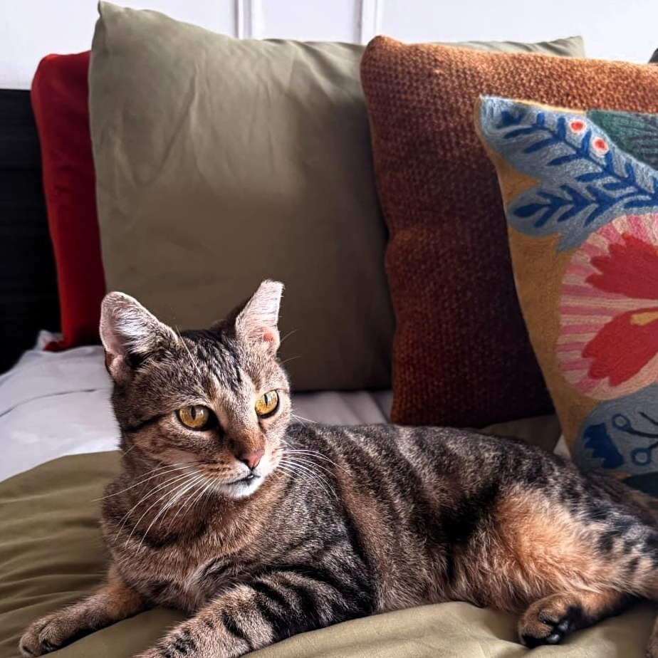 Dolly, Adopted, Adult Female Tabby.