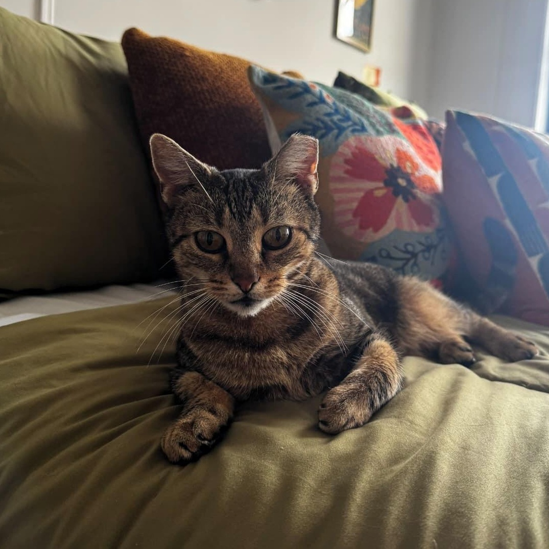 Enlarge Dolly, a Adopted Tabby in Astoria, NY image 3/3