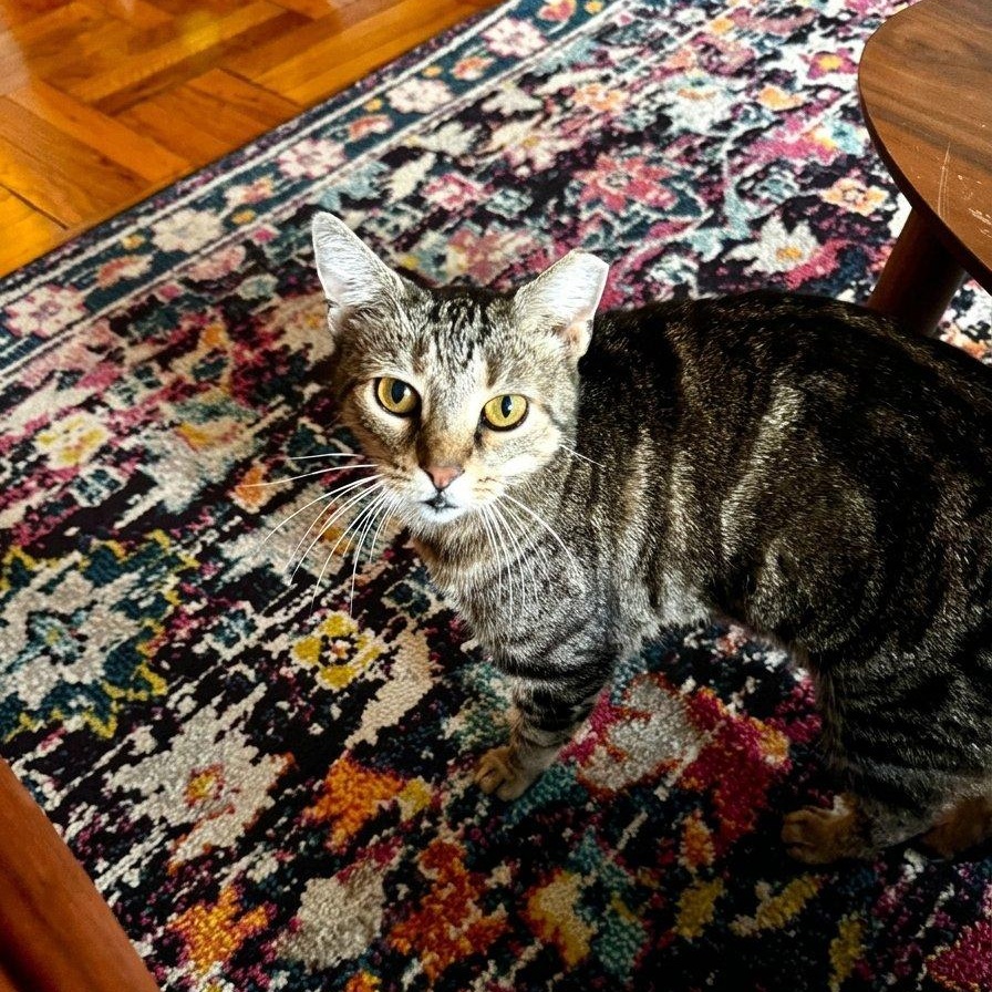 Enlarge Dolly, a Adopted Tabby in Astoria, NY image 2/3