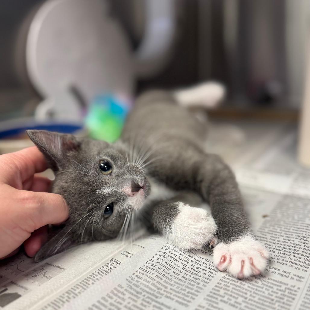 Trixie, Adoptable, Kitten Female Domestic Short Hair.