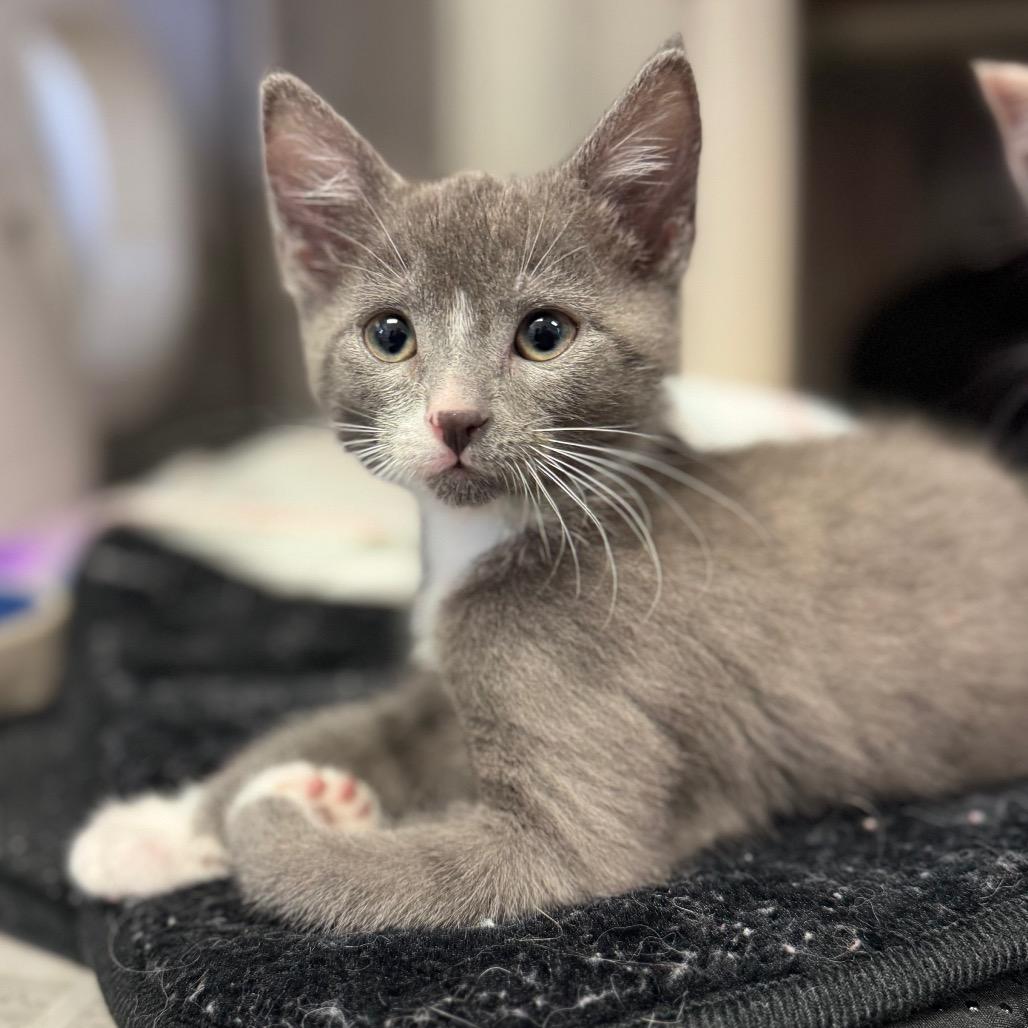 Trixie, a Adoptable Domestic Short Hair in Hendersonville, NC image 2/3