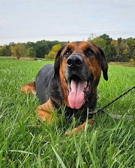 Enlarge Wesson, a Adoptable German Shepherd Dog in Merrillville, IN image 2/5