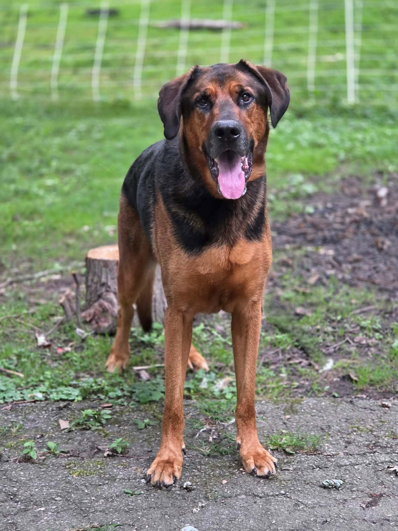 Wesson, a ADOPTABLE German Shepherd Dog in Merrillville, IN image 1/5