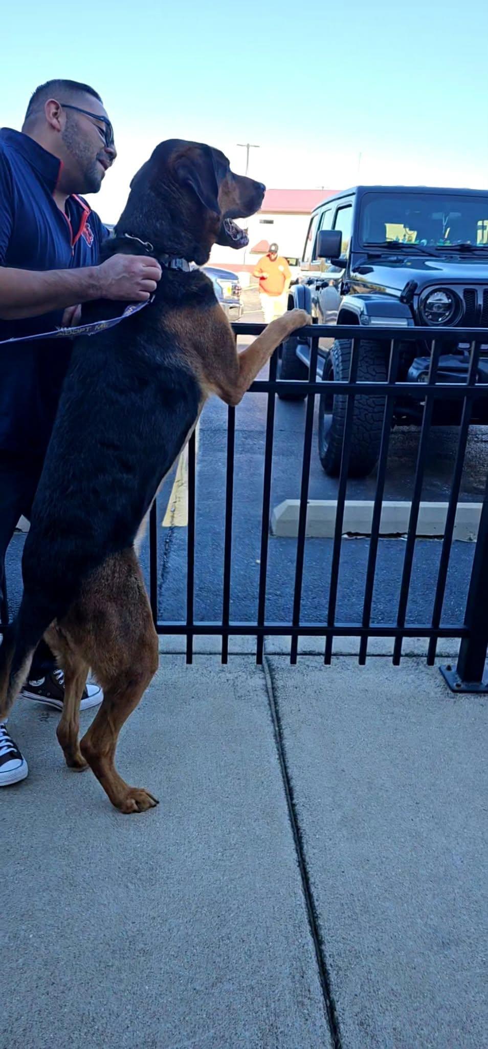 Enlarge Wesson, a Adoptable German Shepherd Dog in Merrillville, IN image 4/5