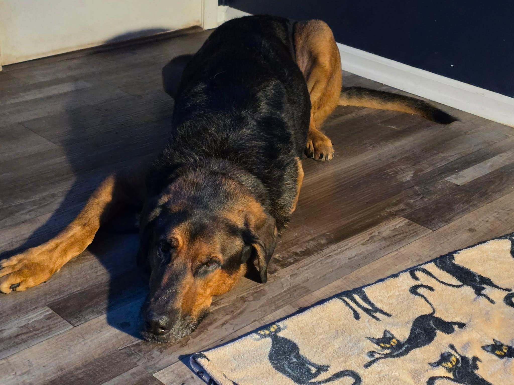 Wesson, a ADOPTABLE German Shepherd Dog in Merrillville, IN image 2/5