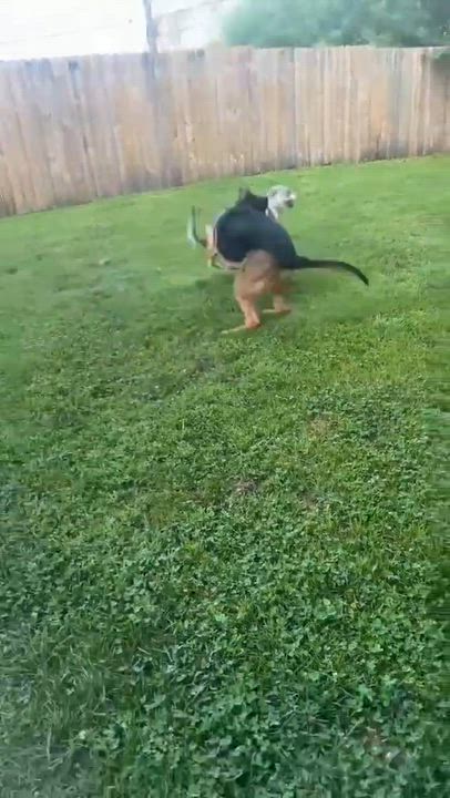 Enlarge Wesson, a ADOPTABLE German Shepherd Dog in Merrillville, IN video 5/5