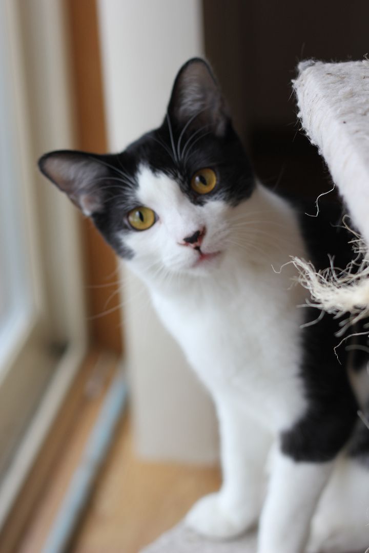 Rayne, a Adoptable Domestic Medium Hair in Gig Harbor, WA image 1/13