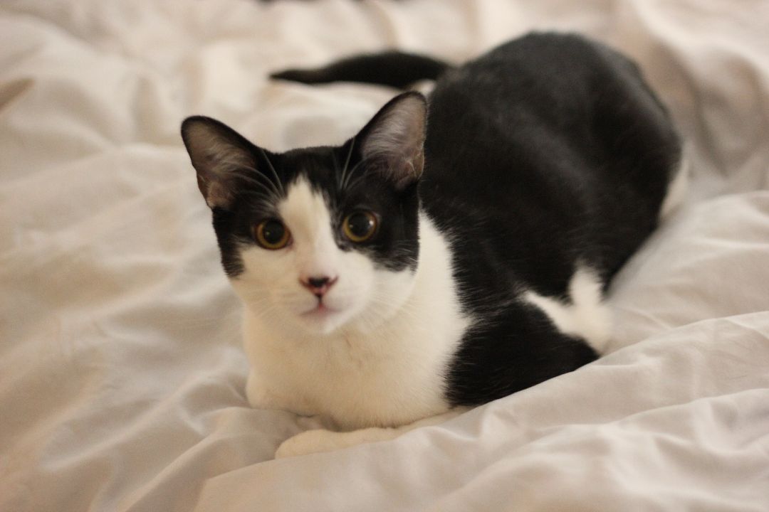 Rayne, a Adoptable Domestic Medium Hair in Gig Harbor, WA image 2/13