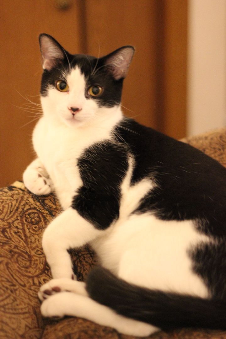 Rayne, a Adoptable Domestic Medium Hair in Gig Harbor, WA image 3/13